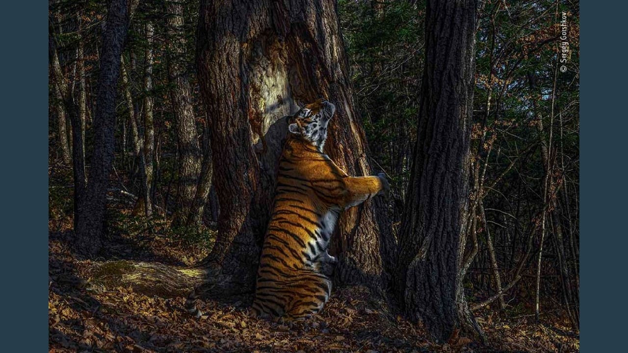 Every year, London’s Natural History Museum honors the photographers who capture the best moment of mother nature. 2020 Wildlife Photographer of the Year is Sergey Gorshkov from Russia for his exquisite click of a Siberian female tiger hugging an ancient Manchurian fir tree in far eastern Russia. The picture, titled The Embrace, shows the intimate moment in which the female tiger is seen embracing a tree, rubbing against the bark to leave her scent and mark territory. The Russian photographer took 11 months to capture this moment with hidden cameras. Her Royal Highness The Duchess of Cambridge announced the image as the grand title winner in the Wildlife Photographer of the Year competition. Let’s take a look at the other winning photographs by some of the incredible photographers around the world. (Image: Sergey Gorshkov, Russia/Wildlife Photographer of the Year 2020)