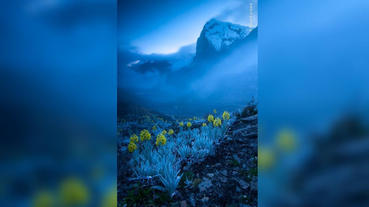 Out of the blue, Winner Plants and Fungi (Image: Gabriel Eisenband, Colombia/Wildlife Photographer of the Year 2020)