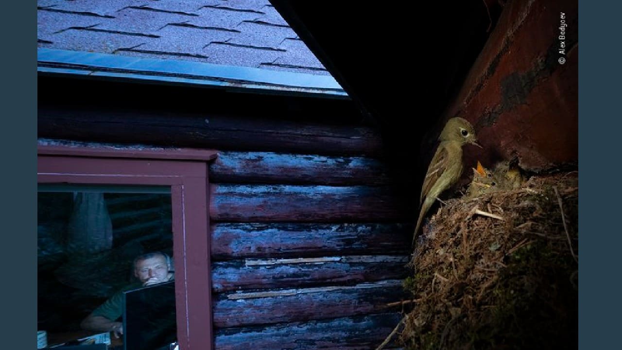 Watching you watching them, Winner Urban Wildlife (Image: Alex Badyaev, Russia/USA/Wildlife Photographer of the Year 2020)