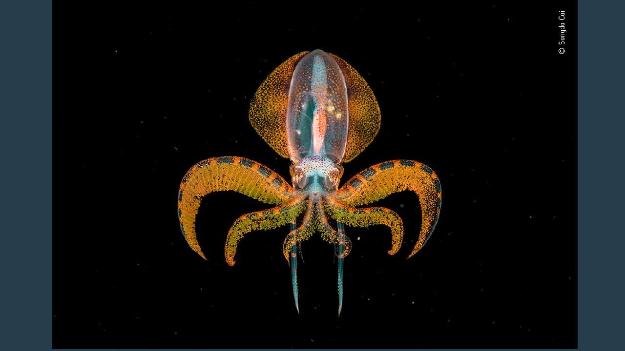 The golden moment, Winner Under Water (Image: Songda Cai, China/Wildlife Photographer of the Year 2020)