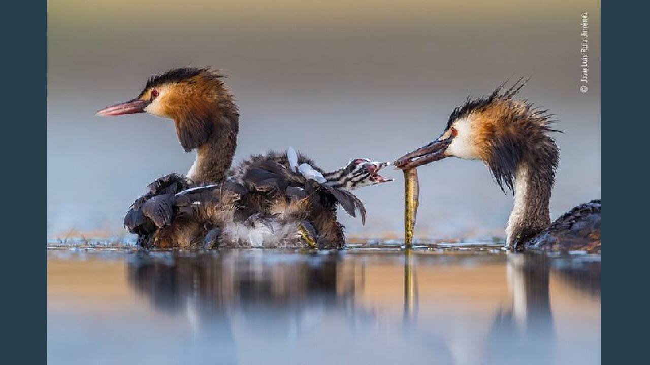 Great crested sunrise, Winner Behaviour Birds (Image: Jose Luis Ruiz Jimenez, Spain/Wildlife Photographer of the Year 2020)