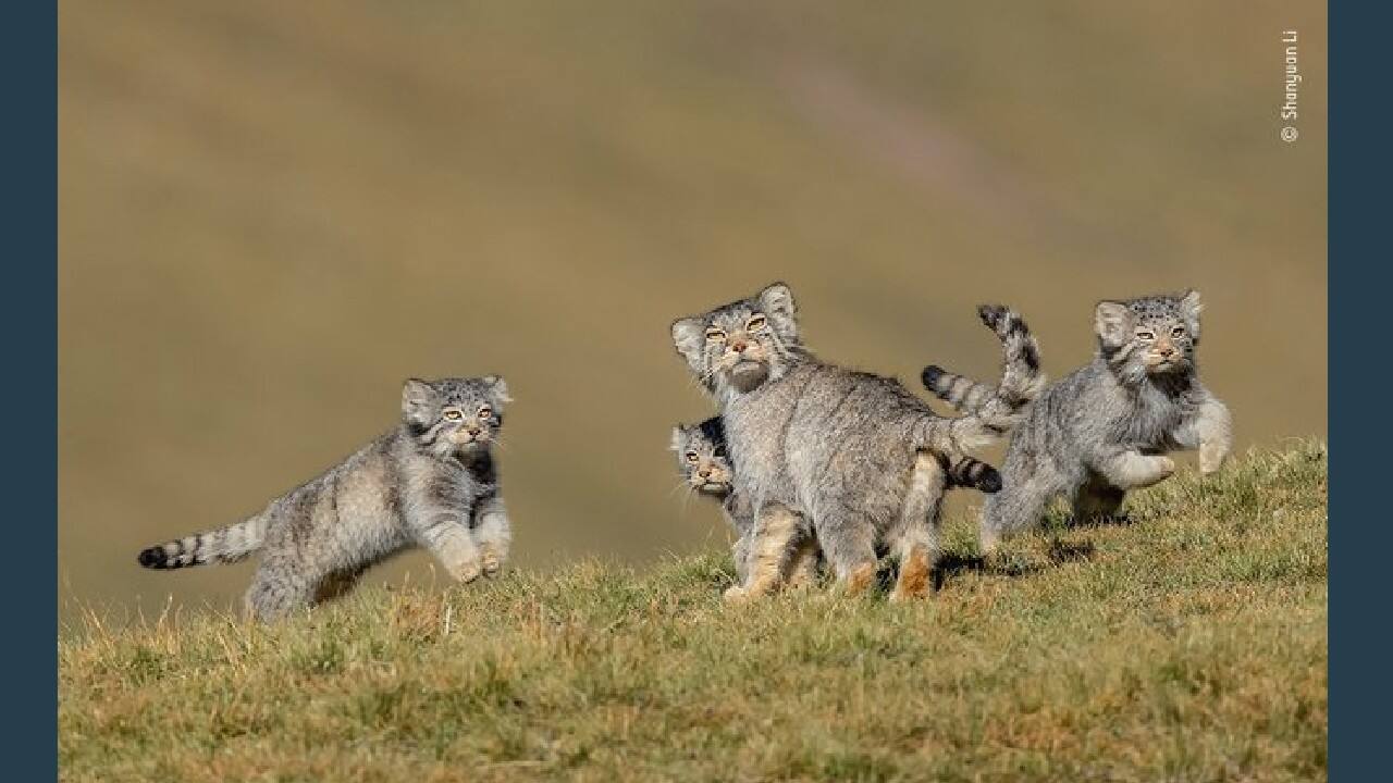 When mother says run, Winner Behaviour – Mammals (Image: Shanyuan Li, China/Wildlife Photographer of the Year 2020)