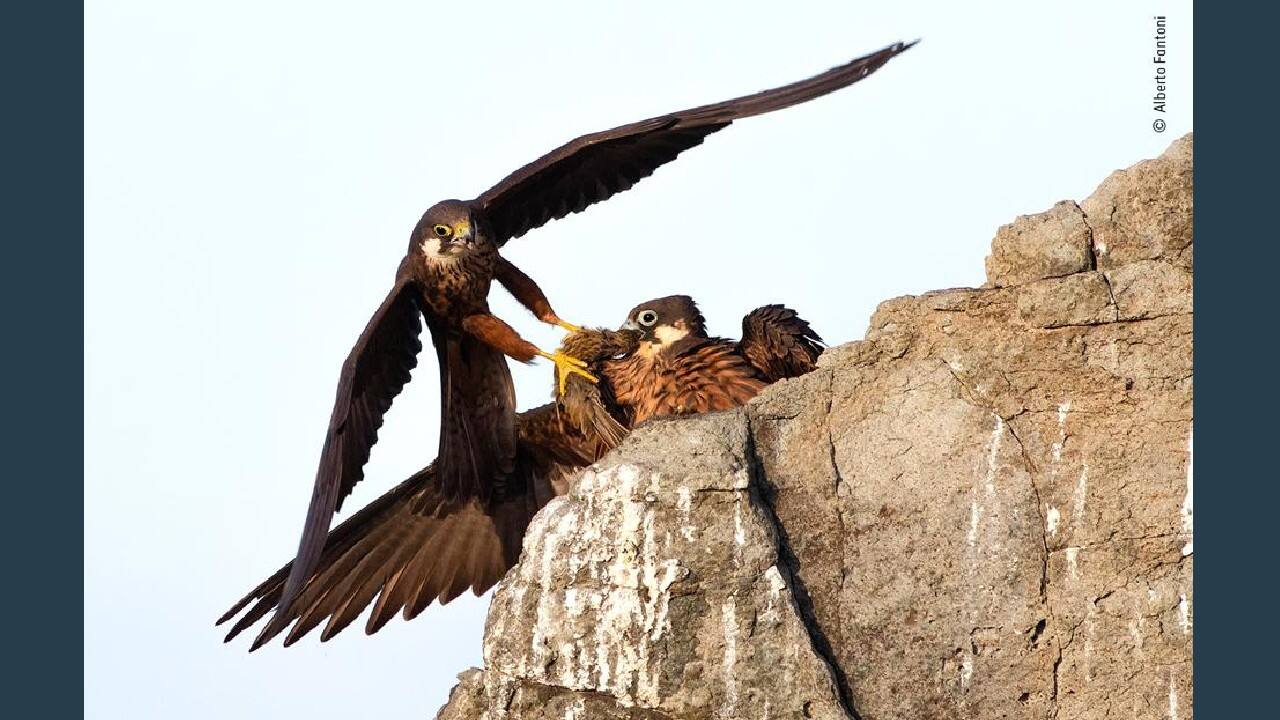 Eleonora’s gift, Winner Rising Star Portfolio (Image: Alberto Fantoni, Italy/Wildlife Photographer of the Year 2020)