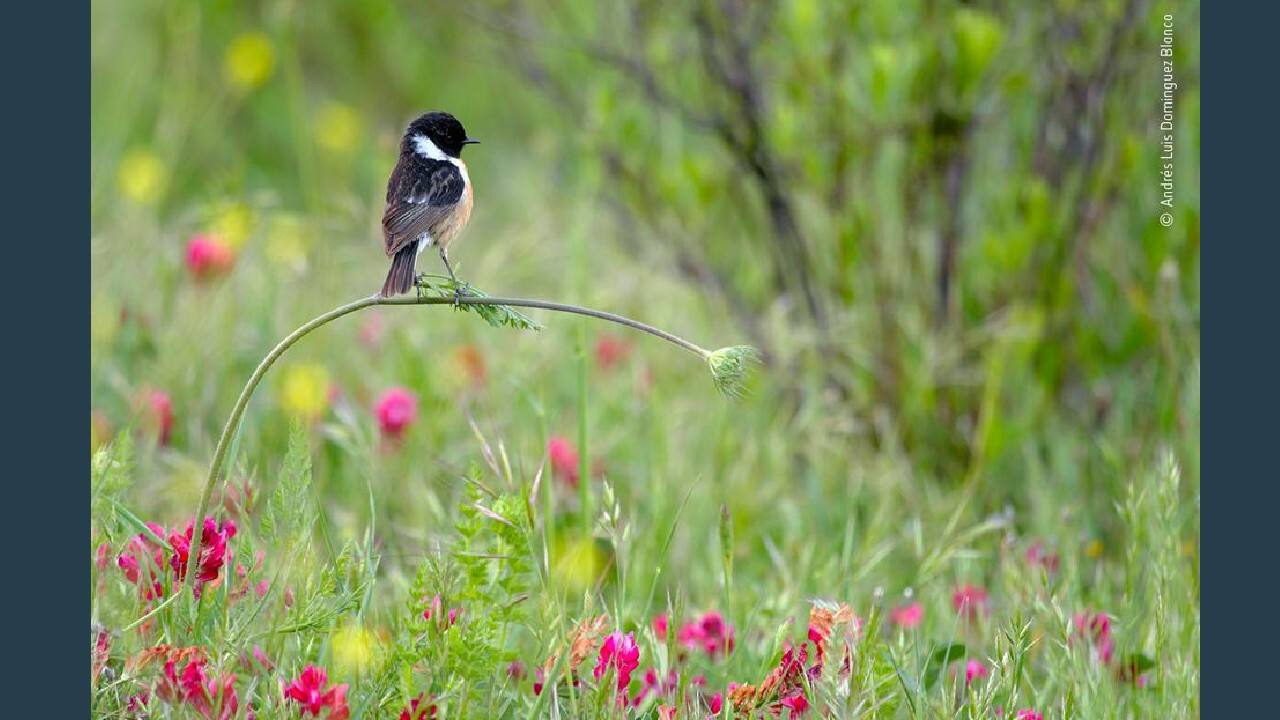 Perfect balance, Winner Young Photographers, 10 years and under (Image: Andres Luis Dominguez Blanco, Spain/Wildlife Photographer of the Year 2020)