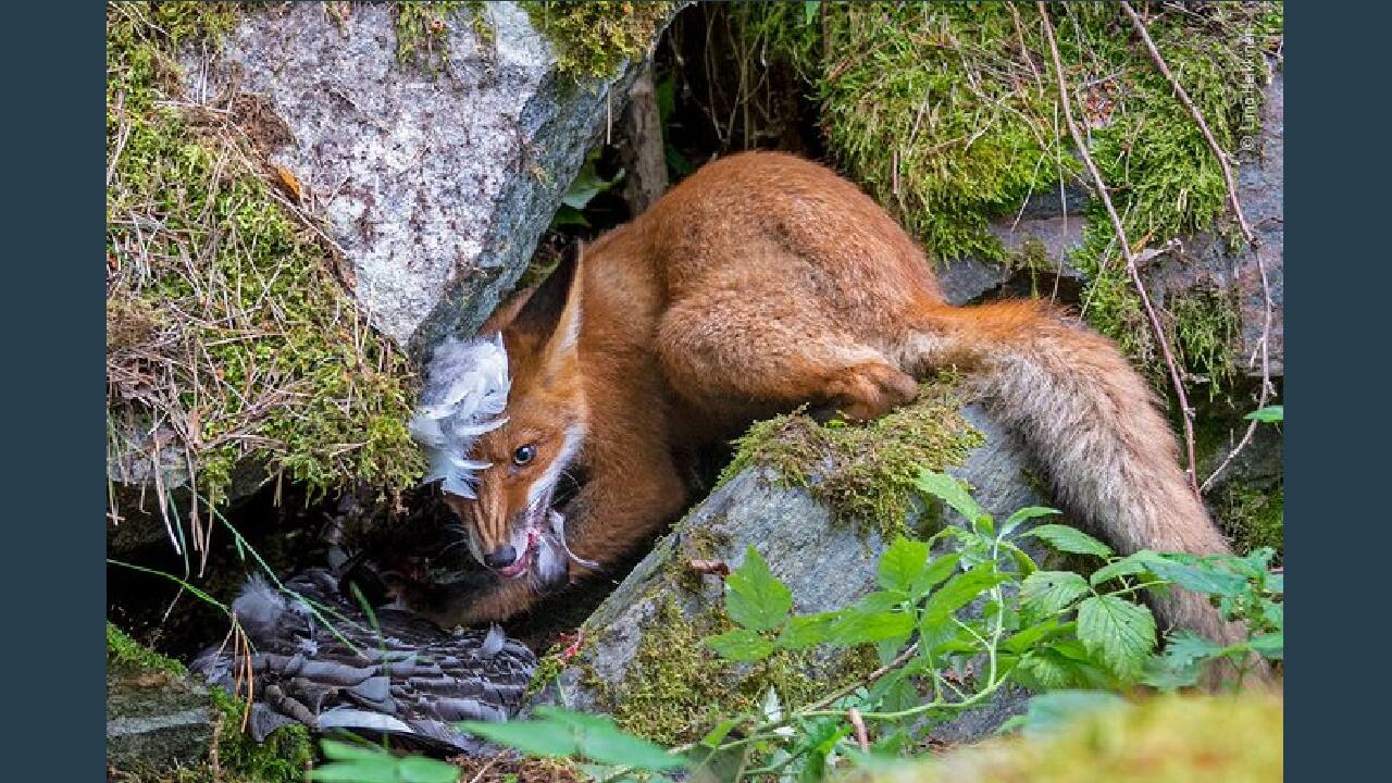 Liina Heikkinen from Finland won the Young Wildlife Photographer of the Year 2020 award for her dramatic image, ‘The fox that got the goose.’ (Image: Liina Heikkinen, Finland/Wildlife Photographer of the Year 2020)