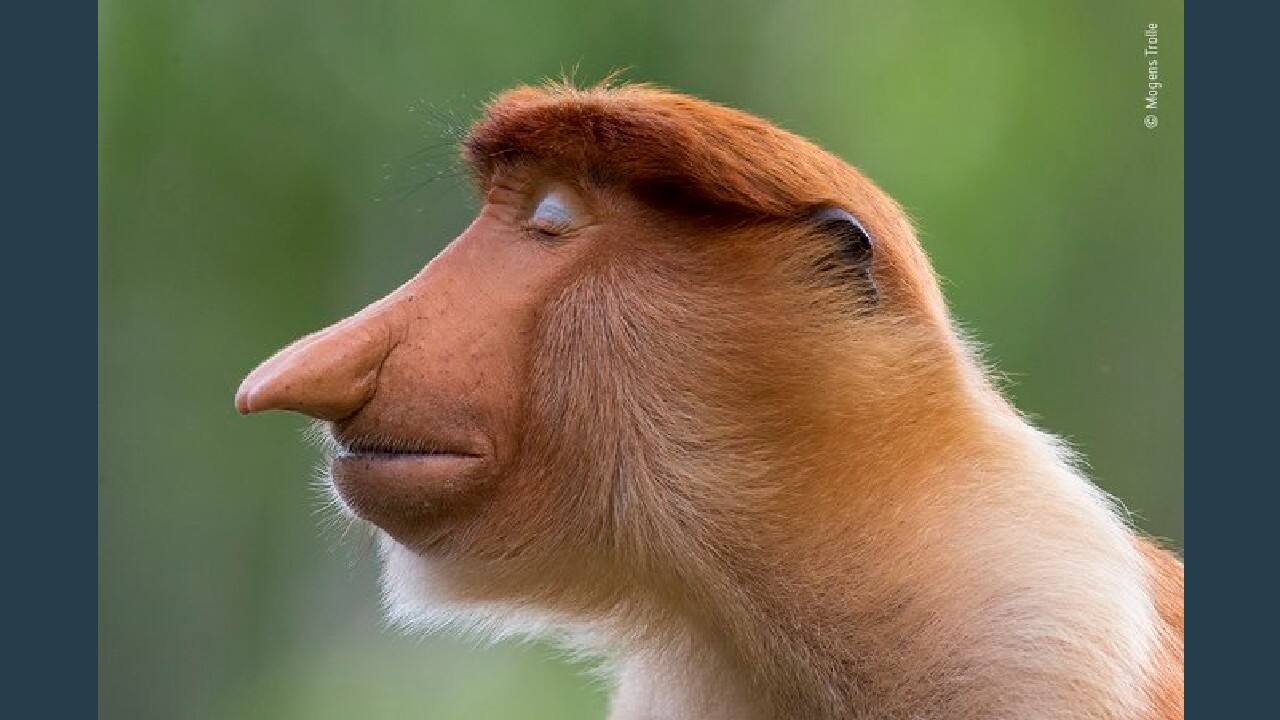 The Pose, Winner Animal Portraits (Image: Mogens Trolle, Denmark/Wildlife Photographer of the Year 2020)