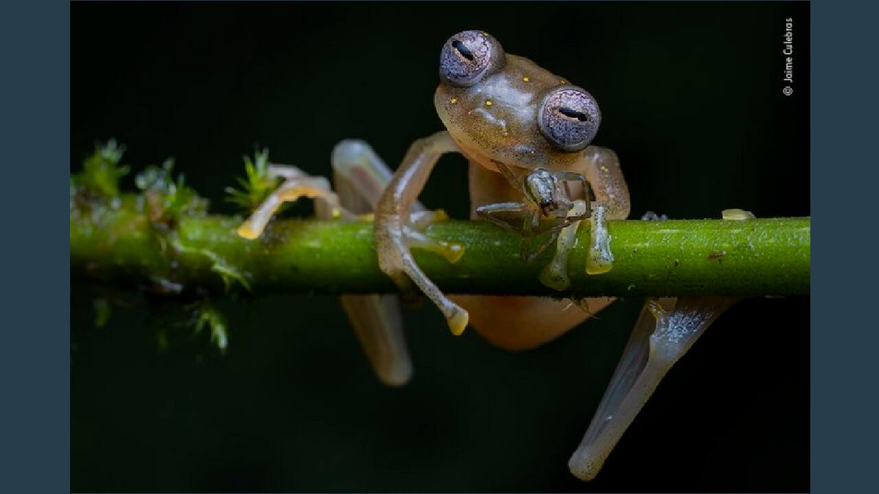 Life in the balance, Winner Behaviour: Amphibians and Reptiles (Image: Jaime Culebras, Spain/Wildlife Photographer of the Year 2020)