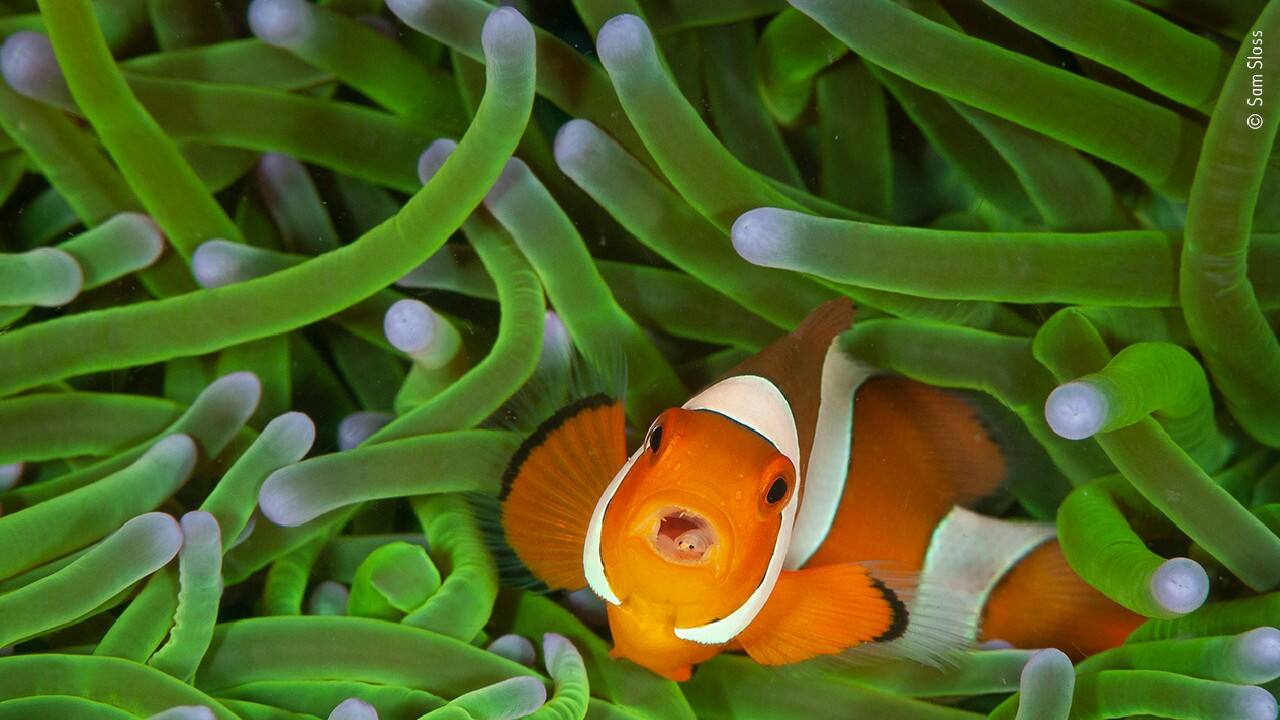 A mean mouthful, Young Photographer Winner, 11-14 years old (Image: Sam Sloss, Italy/USA/Wildlife Photographer of the Year 2020)