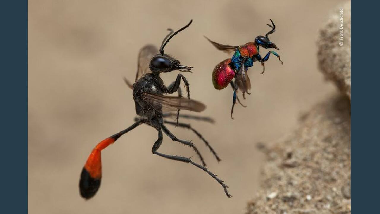 A tale of two wasps, Winner Behaviour: Invertebrates (Image: Frank Deschandol, France/Wildlife Photographer of the Year 2020)