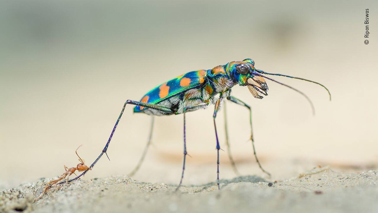 The last bite, Winner Portfolio Award (Image: Ripan Biswas, India/Wildlife Photographer of the Year 2020)