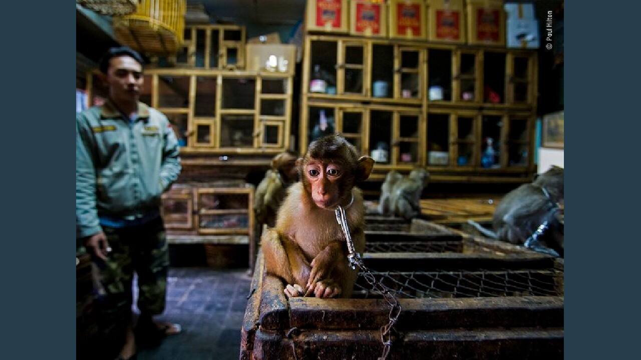 Backroom business, Winner Wildlife Photojournalist story (Image: Paul Hilton, Australia/Wildlife Photographer of the Year 2020)