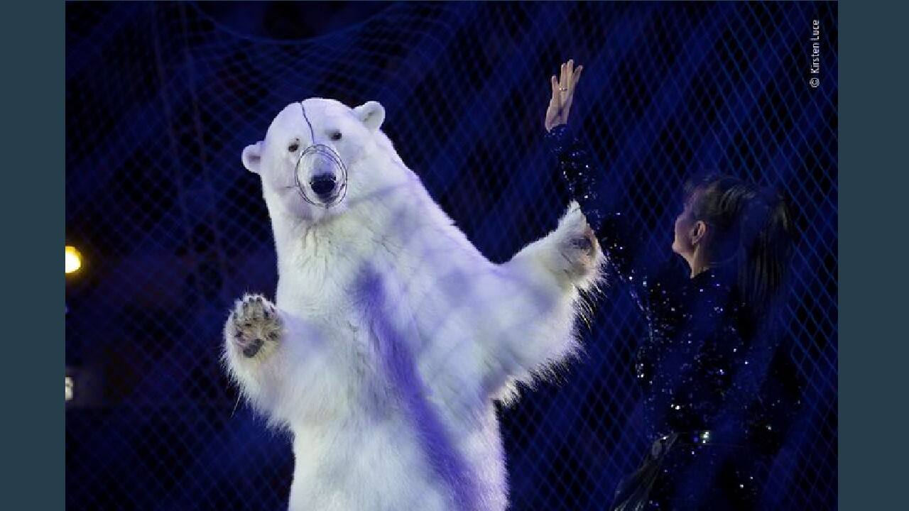 Show Business, Winner Wildlife Photojournalism (Image: Kirsten Luce, USA/Wildlife Photographer of the Year 2020)