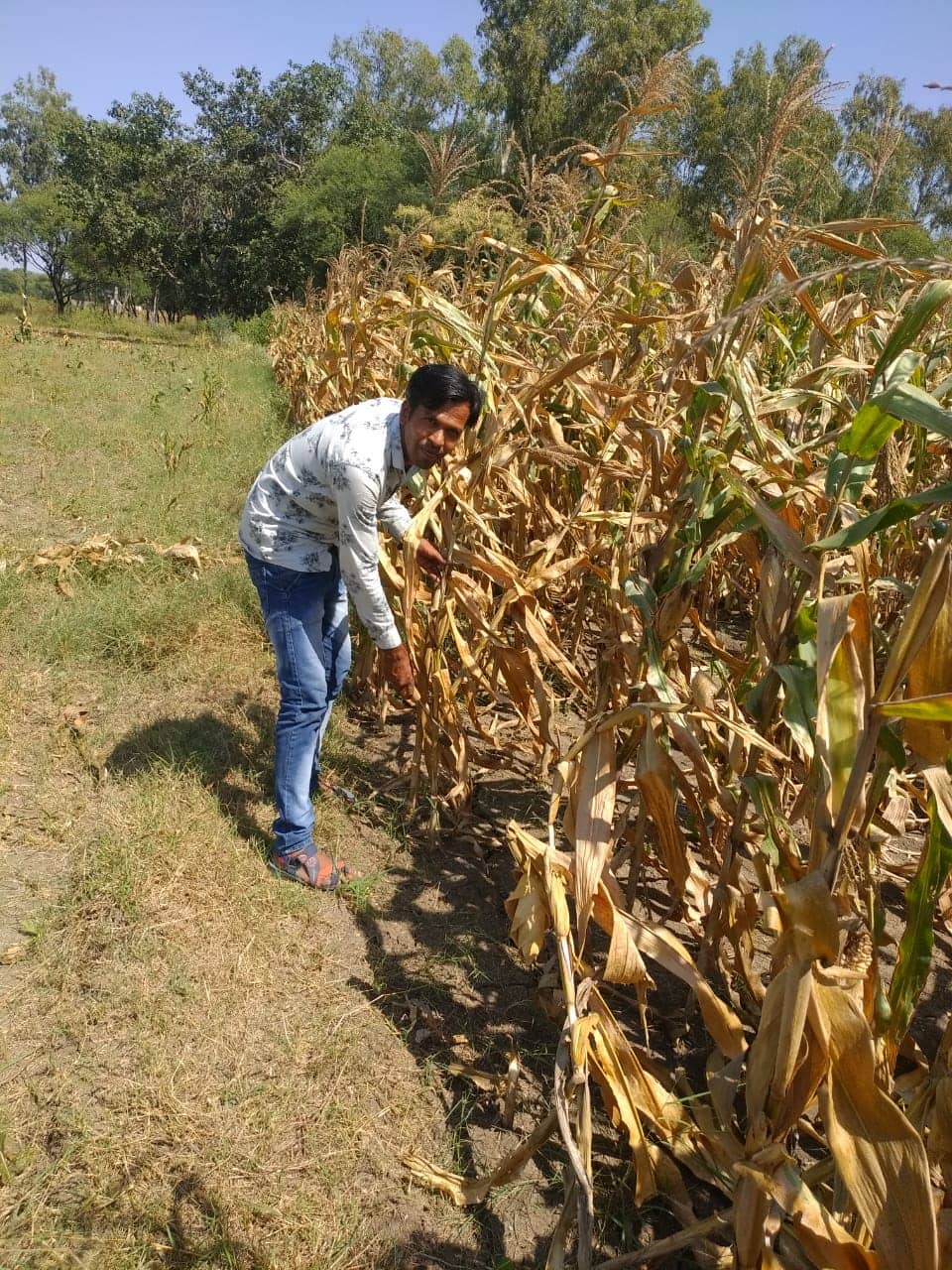 Mangal Kushwaha