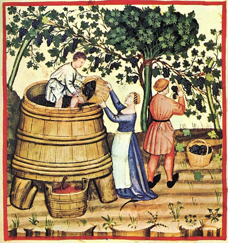 Pressing wine after the harvest; Tacuinum Sanitatis, 14th century.