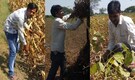 COVID-19 makes money more scarce for MP's small farmers COVID-19 makes money more scarce for MP's small farmers