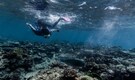 Barrier Reef outlook poor despite coral 'recovery': Scientists