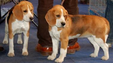 Amidst the pandemic pets are our friends with all benefits Amidst the pandemic pets are our friends with all benefits