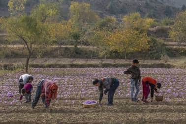 At the end of autumn, families in the Muslim-majority region race against the clock to harvest the saffron crocus flowers, which bloom for only two weeks a year. Men, women and children stoop as they laboriously pick the delicate flowers and place them in wicker baskets. A Kashmiri farmer family plucks crocus flowers, the stigma of which produces saffron, on a farm in Khrew, south of Srinagar, Indian controlled Kashmir, Saturday, Oct. 31, 2020. Cradled by low mountains and spread across a vast expanse of small, fertile fields, a sea of purple flowers opens in Himalayan Kashmir to produce one of the world's most precious spices, saffron. (AP Photo/Dar Yasin)