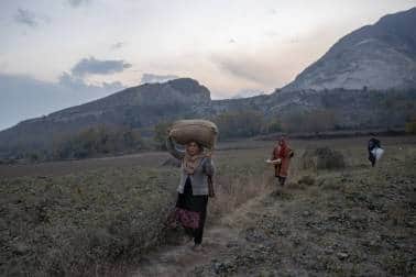In Kashmir, the spice is mostly used in Kehwa, a slow-brewed sugary green tea infused with spices like cinnamon and cardamom and garnished with almonds. Saffron is also used in Wazwan, a traditional Kashmiri wedding meal cooked by special chefs that includes more than 30 dishes. (Image: AP Photo)