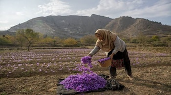 Tasleema Banoo gathers crocus flowers, the stigma of which produces saffron, on a farm in Khrew, south of Srinagar, on Oct 31, 2020 (AP Photo/Dar Yasin)