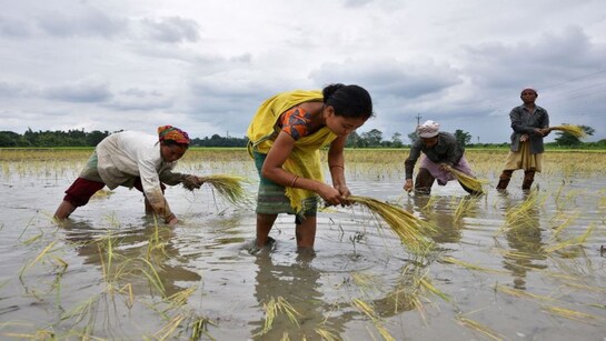 India's rice stocks surge to record high as paddy procurement climbs