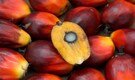 Climate Change: Europe’s palm oil fight is hazed and confused