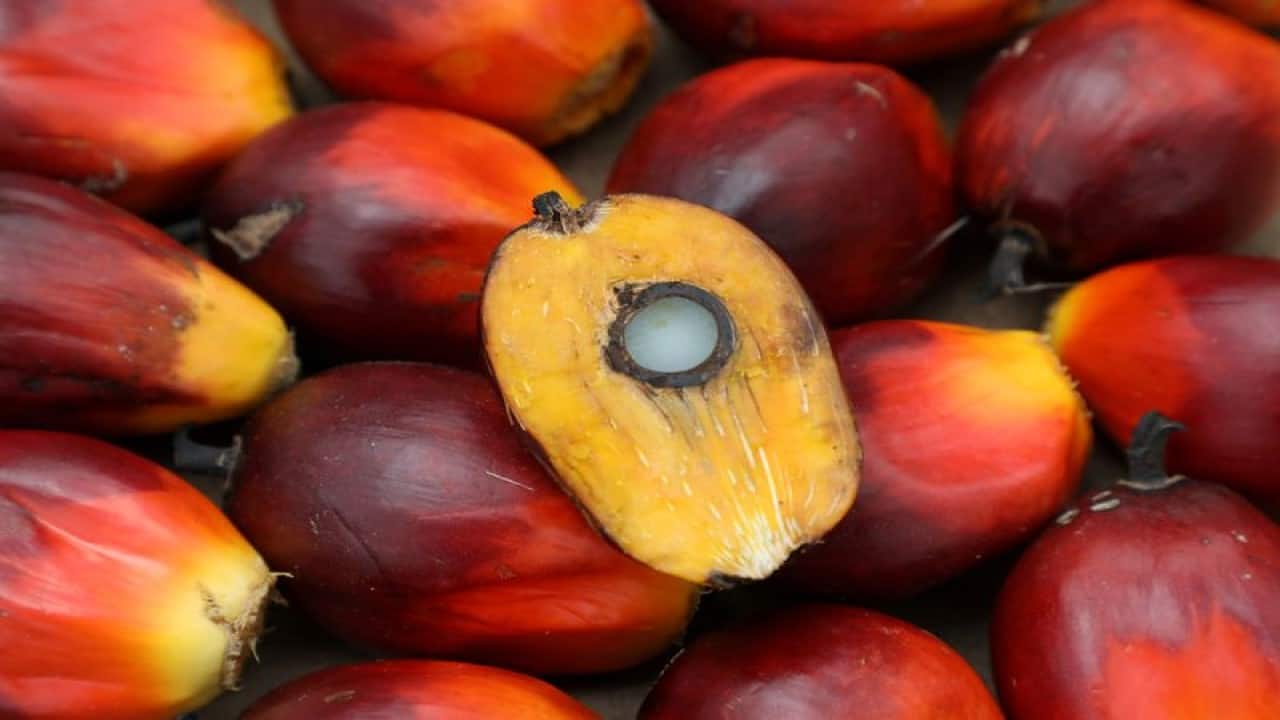 'Import duty reduction on Palm Oil to reprieve end consumers from swelling edible oil prices'