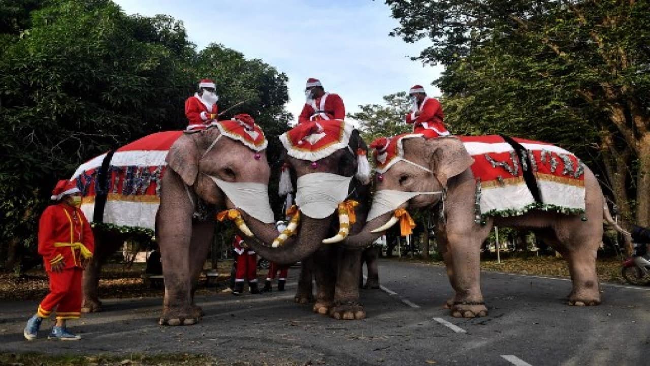 Elephant rampage in Kozhikode: 3 dead, 36 injured during temple festival Elephant rampage in Kozhikode: 3 dead, 36 injured during temple festival
