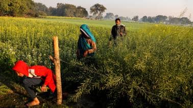 How to make the most of farm laws? Answer lies in farmer producer organisations How to make the most of farm laws? Answer lies in farmer producer organisations