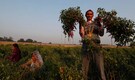 India's fabled farmers fear what the new law may reap