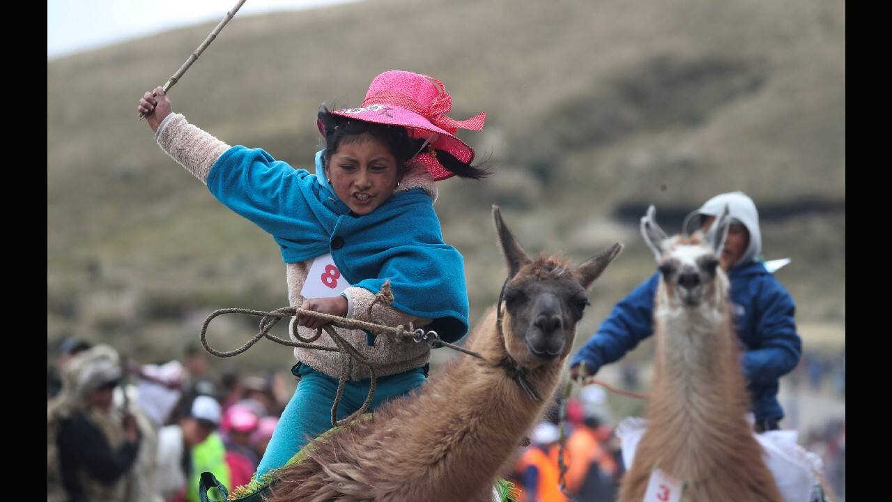 Milena Jami whips her llama to secure first place in the 500-meter llama race, age 7-8 category, at Llanganates National Park in Ecuador, February 8. (Image: AP)