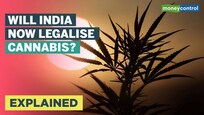 Explained | Is it time to decriminalise the use of cannabis in India?