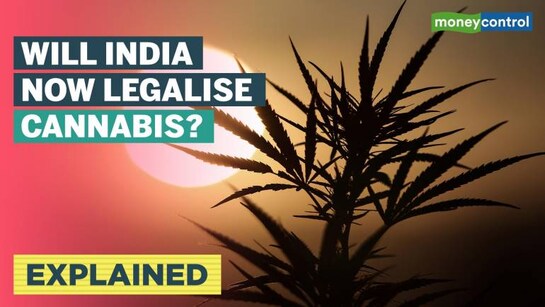 Explained | Is it time to decriminalise the use of cannabis in India?