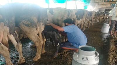 Under the revived system, one village cowherd will be appointed for over 70 cows. If the number exceeds 70, two cowherds will be appointed. Each village cowherd will receive Rs 10,000 per month.