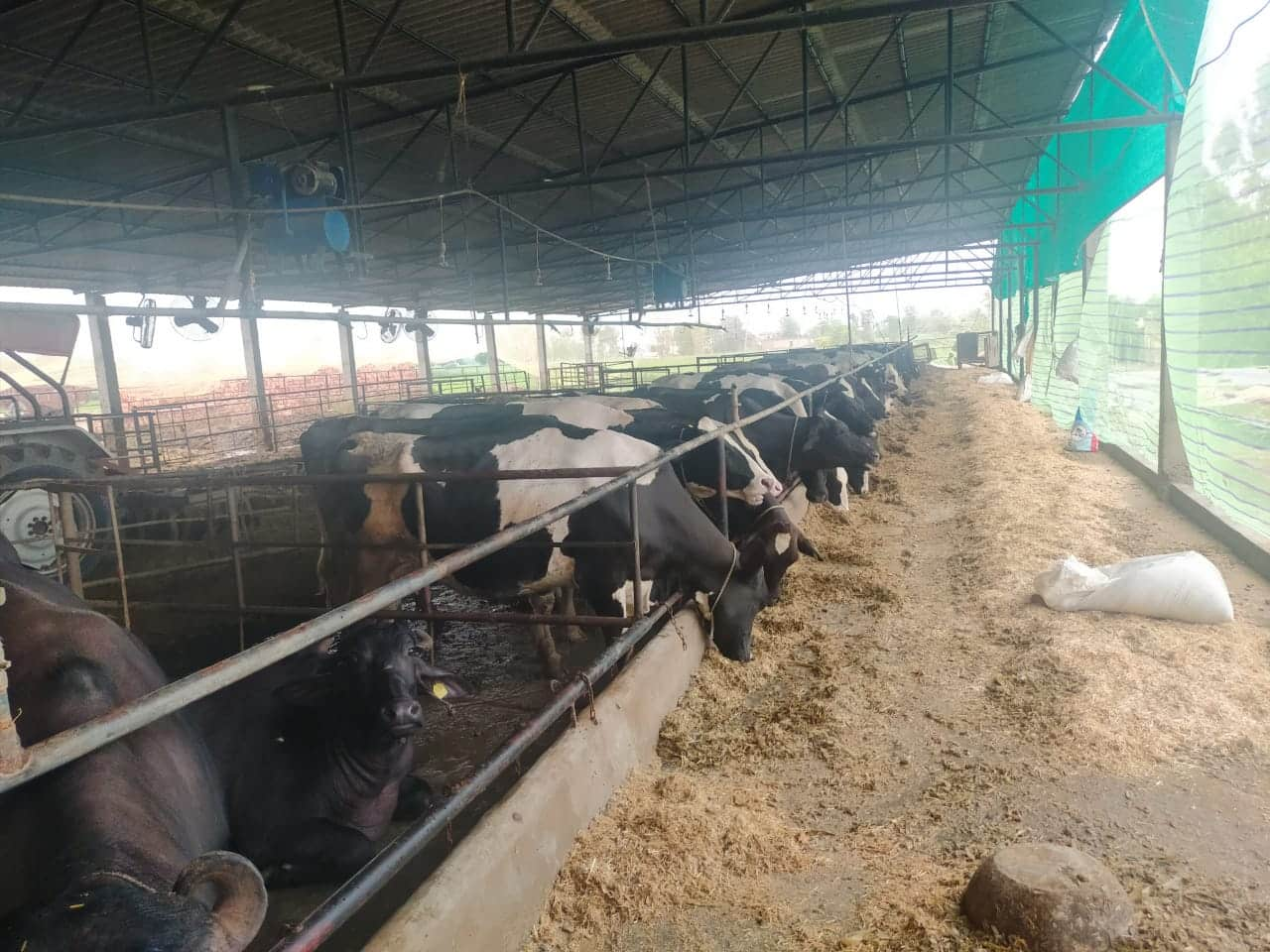 How COVID-19 has put Punjab's dairy farmers in a tight spot