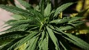 UN removes cannabis off dangerous drugs list, India too votes in favour of reclassification