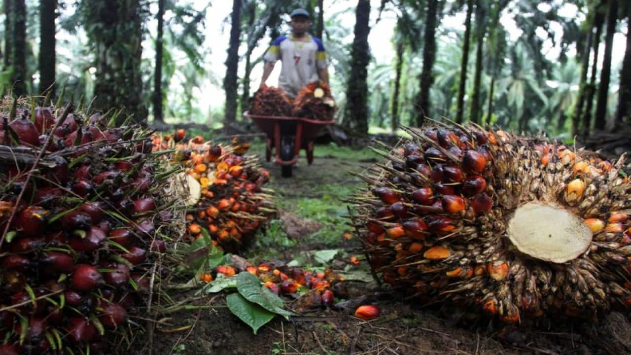 Crude palm oil futures drop 0.72% to Rs 1,198 per 10 kg in evening trade Crude palm oil futures drop 0.72% to Rs 1,198 per 10 kg in evening trade