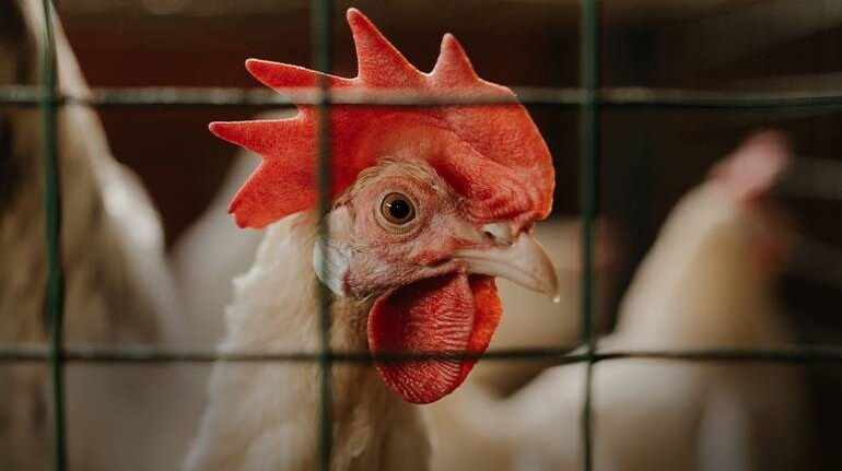 Russia Reports First Known Cases Of H5N8 Bird Flu In Humans