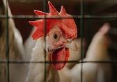 H5N1 bird flu: What experts say about the disease that could be '100 times worse than Covid-19'