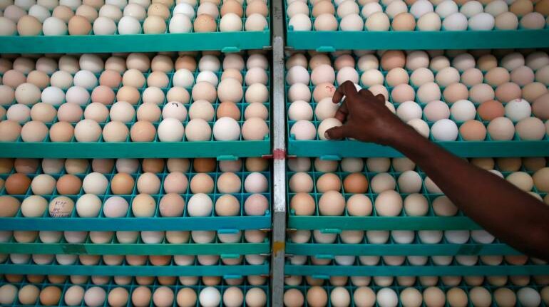 File image: An employee inspects eggs in an incubator at a hatchery in Mangaon, south of Mumbai. (February 2015 - Image: Reuters/Danish Siddiqui)