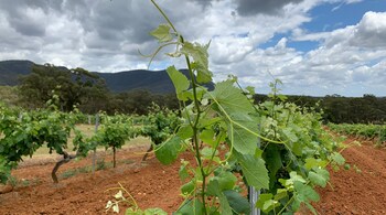 Springtime grapes form on grapevines at Tyrrell's Wines vineyard in Hunter Valley, New South Wales, Australia on October 20, 2020. (Image: Reuters/Stefica Nicol Bikes)