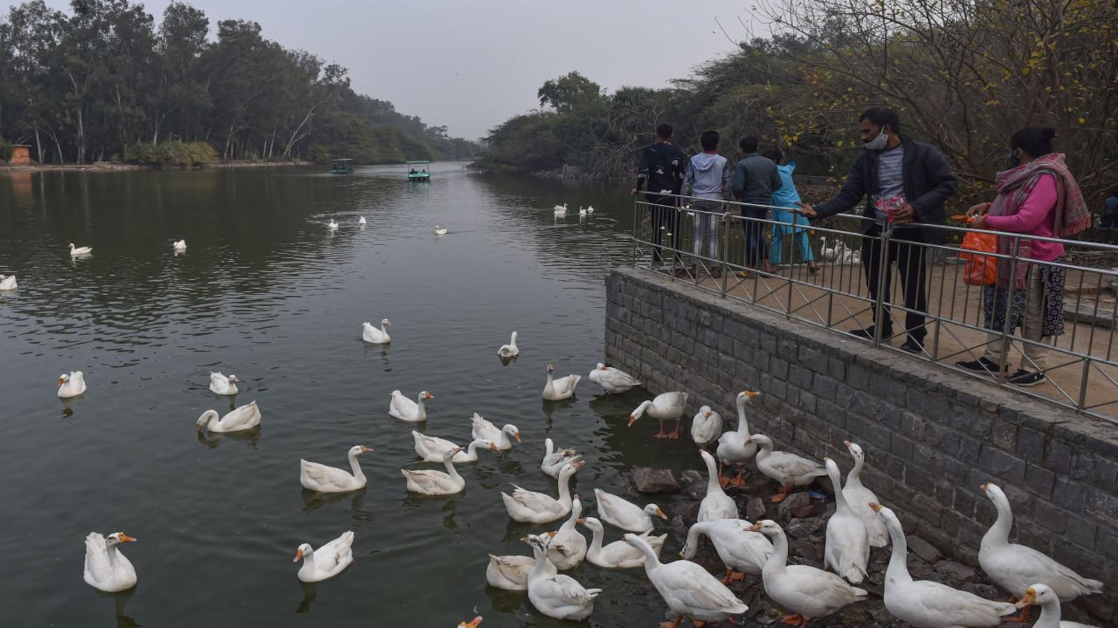 Bird flu: Delhi's Sanjay Lake declared 'alert zone' after 17 more ducks  found dead