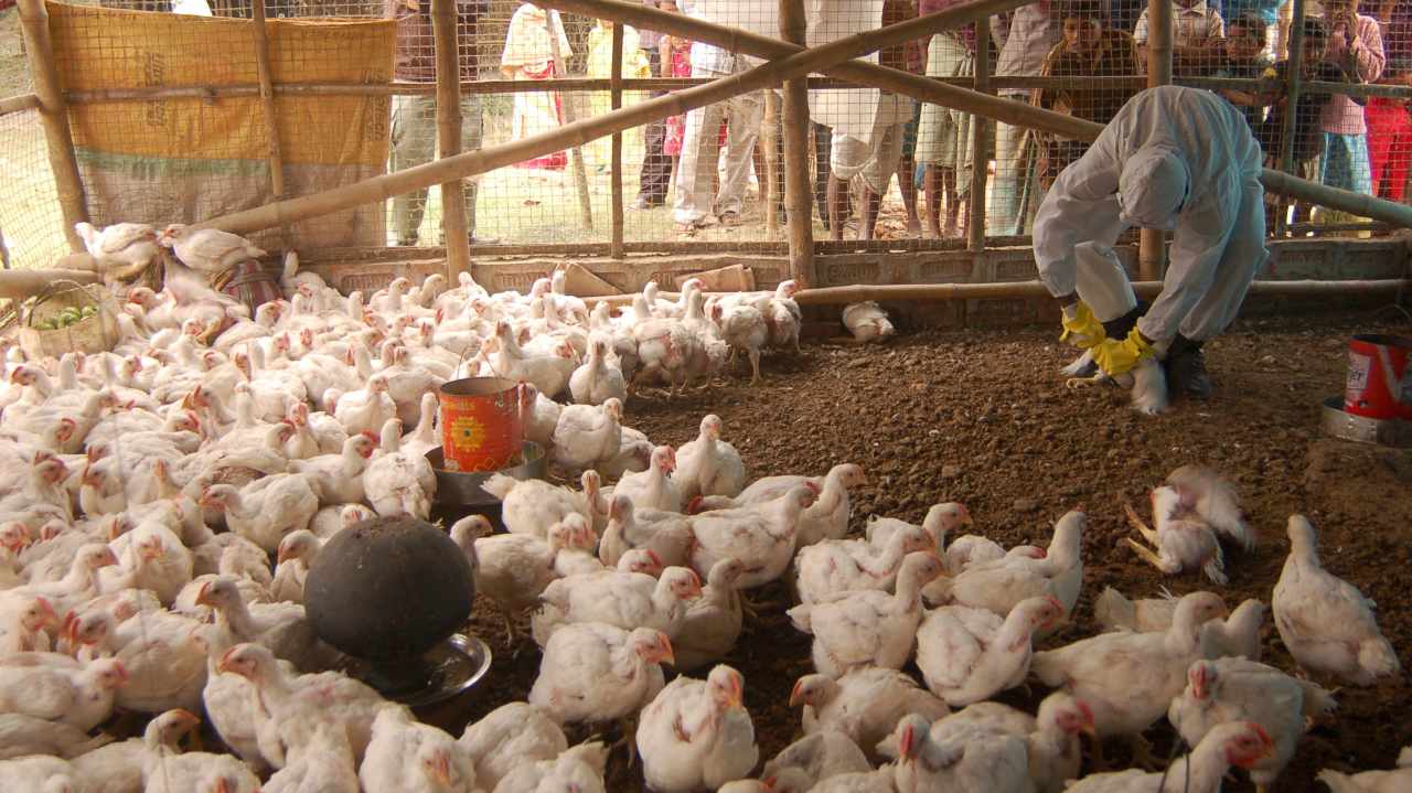 Explained | Bird flu symptoms, risk factors, transmission and more Explained | Bird flu symptoms, risk factors, transmission and more