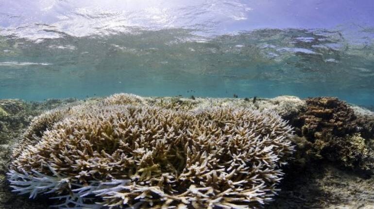 'Corals are being cooked': A third of Taiwan's reefs are dying