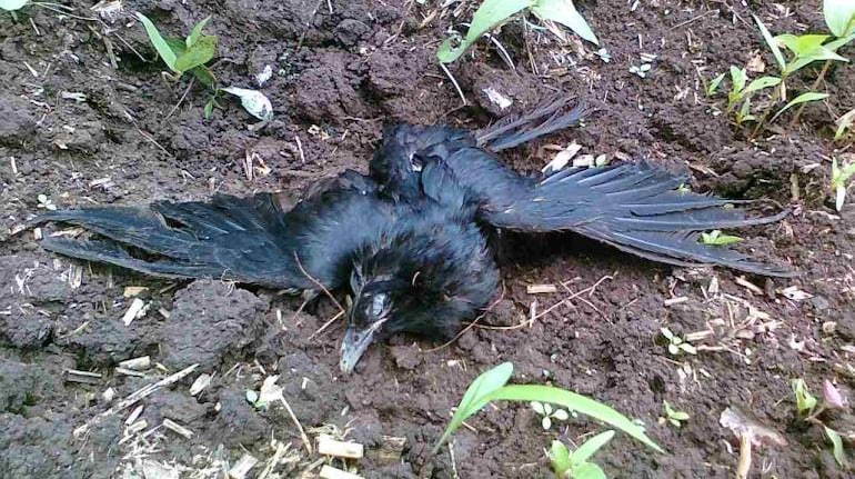 Bird Flu Scare In Delhi As 100 Crows Drop Dead, Government Doctors Rushed To Spot