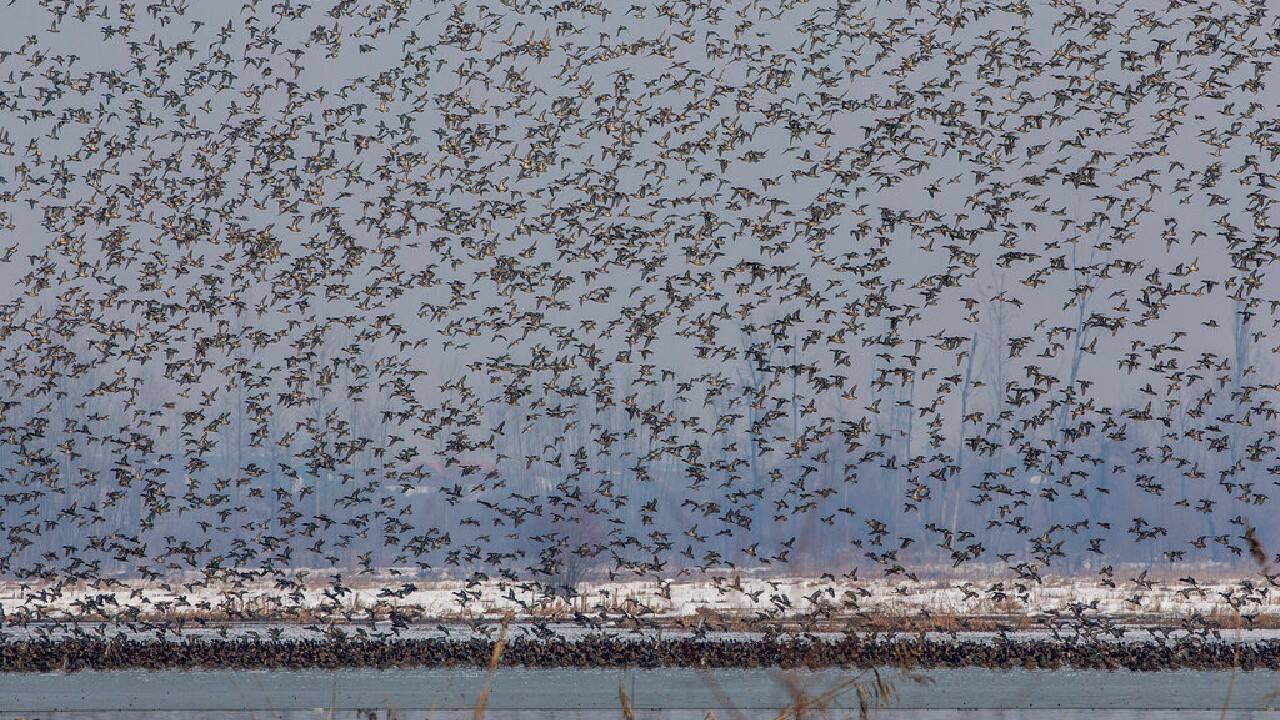 Officials say at least 700,000 birds have flocked to Kashmir in the past two months and expect more to arrive as temperatures improve in February. (Image: AP)