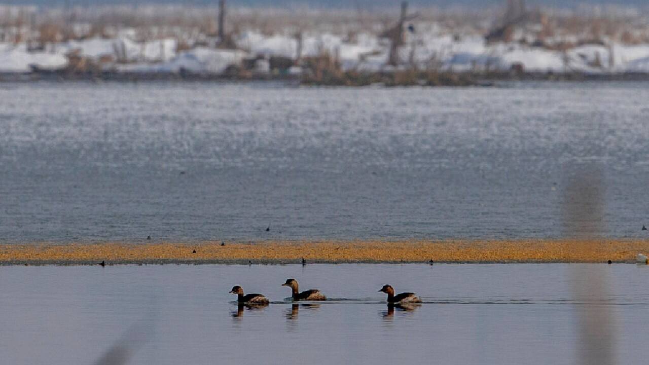 In recent decades the numbers of visiting birds have declined, which experts say is due to a combination of climate change and urban development. They say construction around wetlands, accumulated trash and the changing Himalayan climate are robbing the birds of their traditional watering holes and nesting areas. (Image: AP)