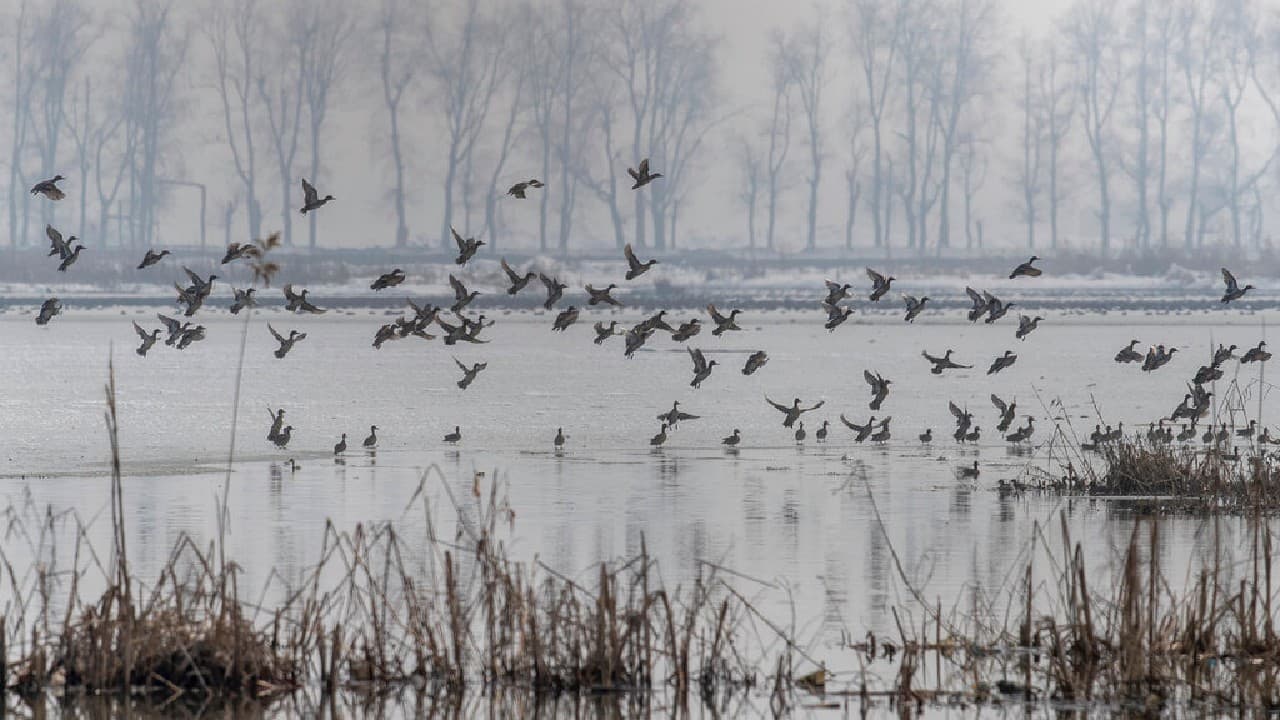 Migratory birds fly over the frozen water of a wetland in Hokersar, north of Srinagar, Kashmir, January 22. (Image: AP)