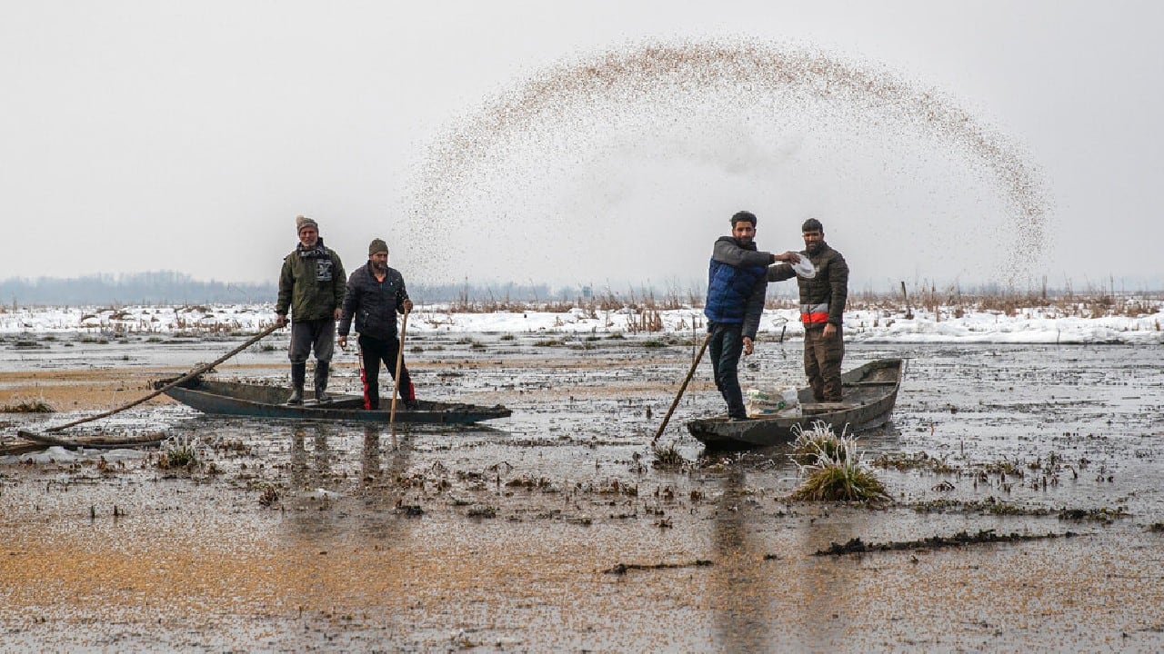 Environmentalists are urging residents to offer food to the birds in the icy conditions. “It’s not just our official duty to feed them but also a directive from God,” Dar said. (Image: AP)
