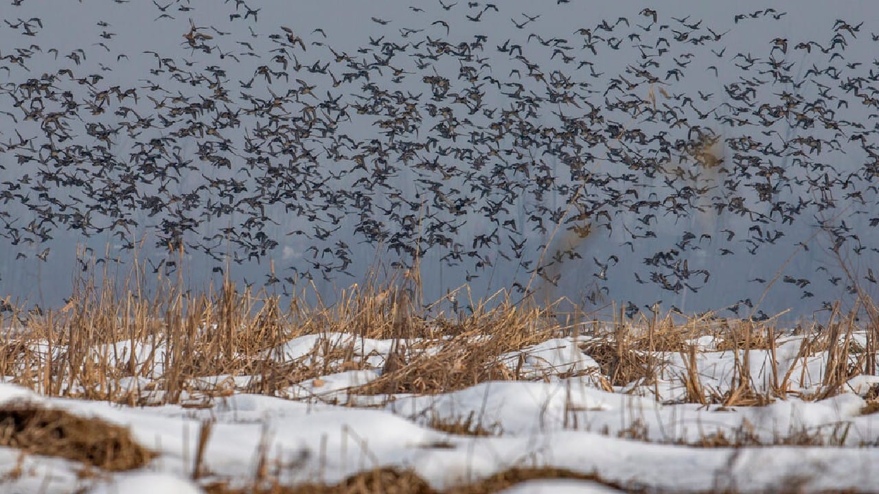The cackles and cries of hundreds of thousands of birds that visit Kashmir during their winter migration have long been a welcome noise for the region’s inhabitants. They arrive from as far away as eastern Europe, Japan and Turkey to feed and breed in the wetlands nestled between the region’s mountain peaks and plateaus. “They are our guests,” Dar said on a frigid day as he dropped grain at bird feeding points on the Hokersar wetland. (Image: AP)